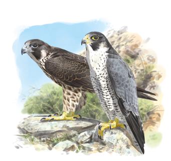 HALCÓN PEREGRINO Falco peregrinus 40-45 cm Sedentario Adultos Juveniles Adulto Anida en