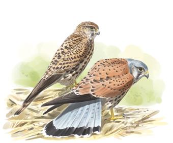 CERNÍCALO VULGAR Falco tinnunculus 32-35 cm Sedentario e invernante Anida en