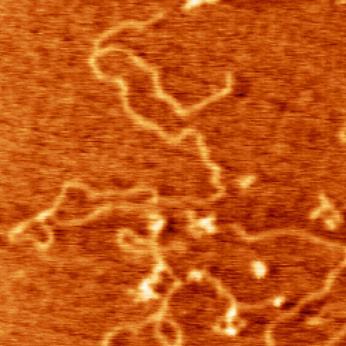 Imagen de topografía de las cadenas ADN del timo