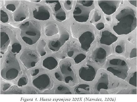 Matriz Ósea La matriz ósea contiene componentes orgánicos (35%) e inorgánicos (65%).