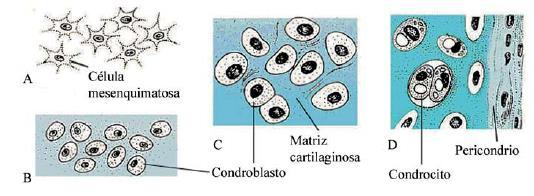 Células del cartílago: Células condrogénicas: Derivan de células mesenquimatosas y pueden diferenciarse en condroblastos y células osteoprogenitoras.