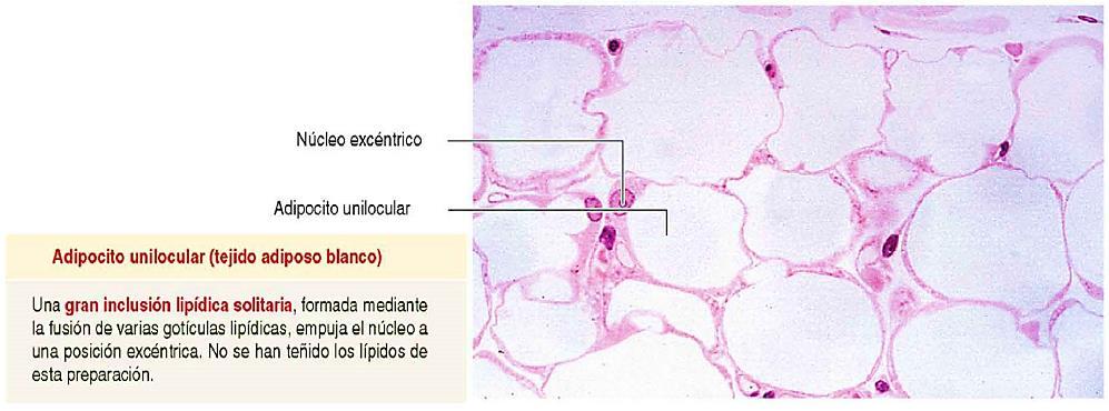 El tejido adiposo blanco o grasa blanca es uno de los dos tipos de tejido adiposo encontrado en mamíferos.