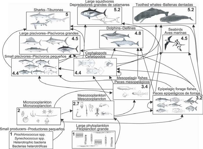 144 FIGURE K-1. Simplified food-web diagram of the pelagic ecosystem in the tropical EPO. The numbers inside the boxes indicate the approximate trophic level of each group. FIGURA K-1.