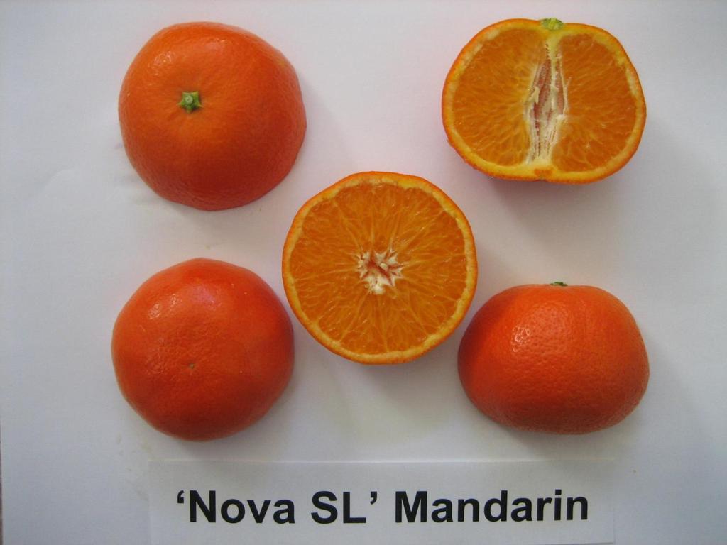 Mandarina Nova-sin