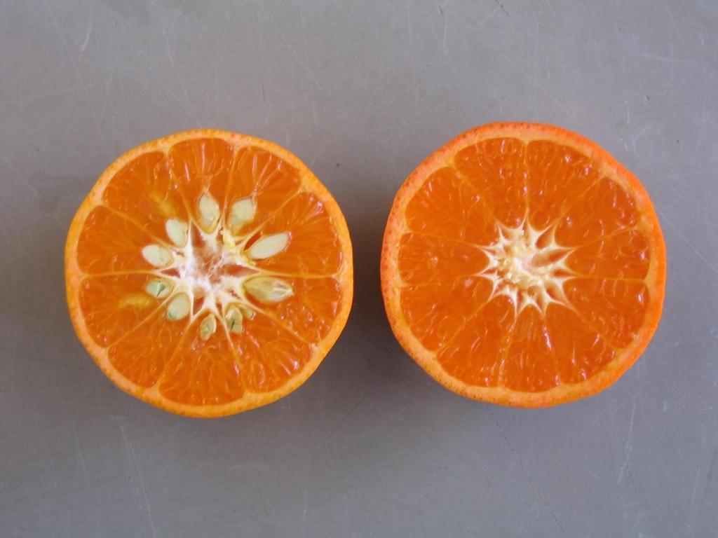 W. Murcott ( Afourer ) mandarina (izquierda) y Tango mandarina