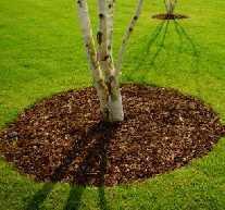 El mulch o acolchado es el mejor amigo de un árbol joven sirve para enriquecer el suelo, para mantener las raíces húmedas, permite la penetración del agua a las raíces de los árboles
