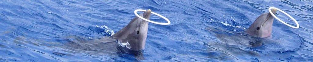 delfines que actúan en uno de