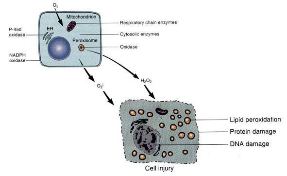 Daño Celular Inducido por Especies Reactivas del Oxigeno (EROs) Fuentes de EROs: Respiración celular, 2-3% Respuesta