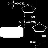 Las bases son Adenina, Guanina, Citosina y Uracilo, en vez de timina.