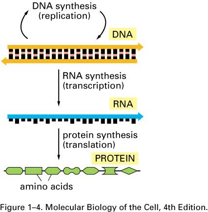 Dogma central de la biología molecular: flujo de la información genética es unidireccional Objetivos de la regulación Armonía estructural, equilibrio celular