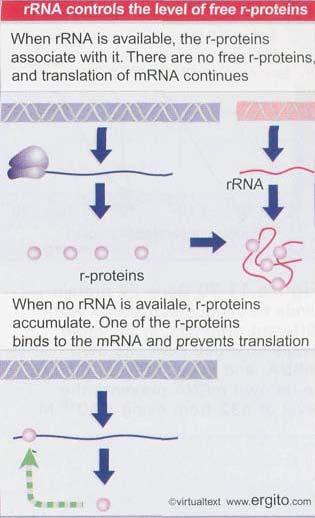 Proteínas ribosomales