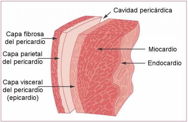 TEMA 4 SISTEMA CARDIOVASCULAR 1. GENERALIDADES El sistema cardiovascular está formado por el corazón y los vasos sanguíneos: arterias, venas y capilares.