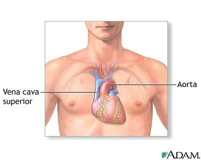 vasos). 2. CORAZÓN: ANATOMÍA MACROSCÓPICA El corazón es un órgano musculoso formado por 4 cavidades.