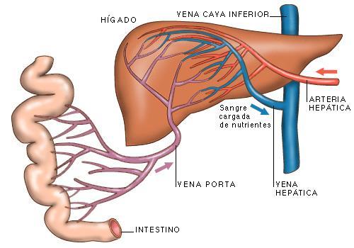 Después de atravesar el hígado, la sangre sale por la vena hepática, que acaba en la vena cava inferior, la cual lleva sangre desoxigenada y cargada de nutrientes. 5.