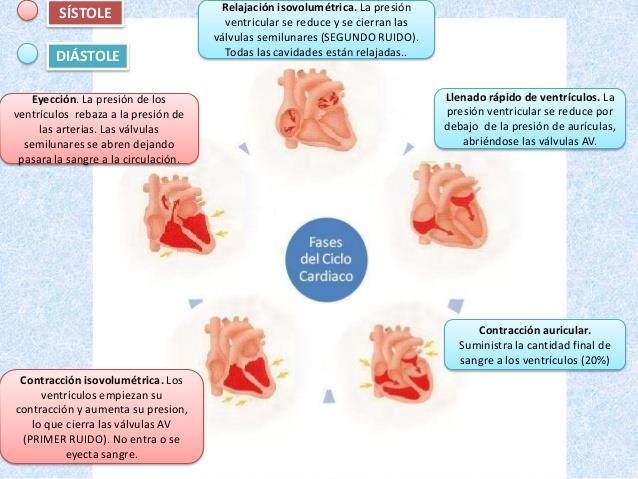 Ciclo cardíaco Un ciclo cardíaco incluye todos los fenómenos eléctricos (potencial de acción y su propagación) y mecánicos (sístole: contracción; diástole: relajación) que tienen lugar durante cada