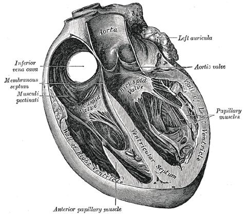 Una capa interna, denominada endocardio, la cual recubre el interior del corazón y las válvulas cardíacas. 2.
