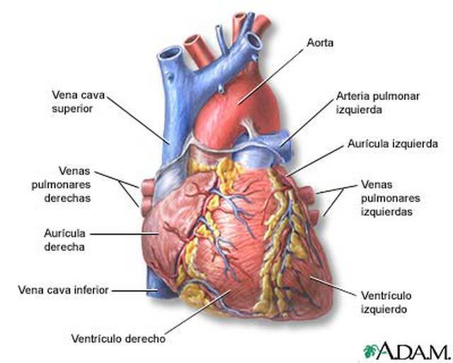 Esta válvula permite el paso de sangre de la aurícula al ventrículo, pero no en sentido contrario.