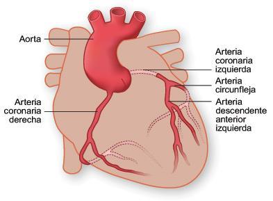 La sangre no oxigenada es drenada por venas que desembocan en el seno coronario, la cual desemboca en la aurícula derecha. 3. ANATOMÍA MICROSCÓPICA 3.