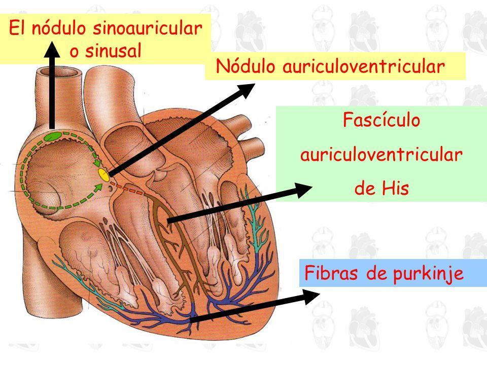 2 Sistema de conducción cardíaco Cada latido cardíaco se produce gracias a la actividad eléctrica y rítmica de un 1% de las fibras musculares miocárdicas, las fibras autorrítmicas o de conducción.