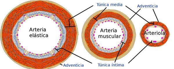 a) Arterias Las principales características de las arterias: la elasticidad y la contractilidad. Las 3 capas son: Túnica íntima: compuesta de un revestimiento de epitelio simple llamado endotelio.