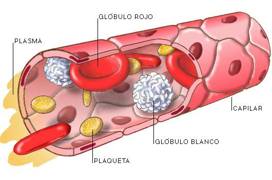 c) Capilares Los capilares son vasos microscópicos que comunican las arteriolas con las vénulas. Se situan entre las células del organismo.