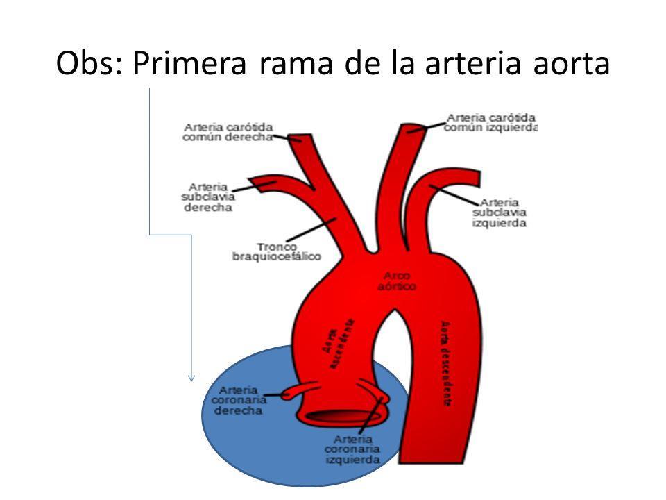 b) Circulación mayor o sistémica Este circuito comienza en el ventrículo izquierdo, al que llega la sangre recogida por la aurícula izquierda procedente de los pulmones, donde se cargó de O2.