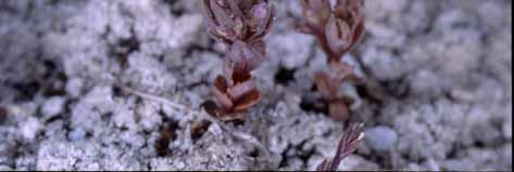 bellidifolium, Notoceras bicorne, Saponaria