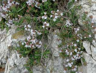 Echium saetabense Helianthemum guerrae Jasione mansanetiana Juniperus oxycedrus subsp.