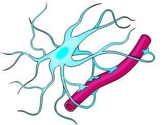 Células Gliales o Neuroglias Astrocito: proporcionan apoyo estructural y metabólico a las neuronas y actúan como eliminadores de iones