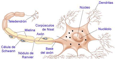 La Neurona : Go Soma neuronal: está encargado de la síntesis de sustancias. En este caso de neurotransmisores.