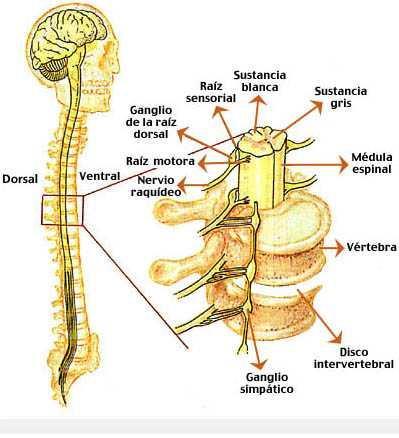 Médula Espinal Sistema Nervioso Central Es una estructura con forma de cilindro aplanado dorsoventralmente.