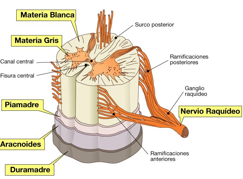 Médula Espinal Sistema Nervioso Central Los NE (nervios espinales) tienen 2 puntos de unión con la medula espinal una raíz posterior y una raíz anterior.