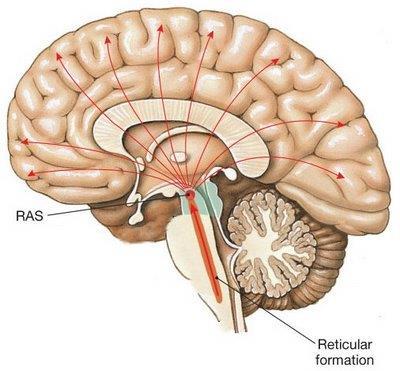 Tronco Encefálico Sistema Nervioso Central La Formación Reticular es filogenéticamente muy antigua. Recorre todo el tronco encefálico extendiéndose hacia la médula espinal.