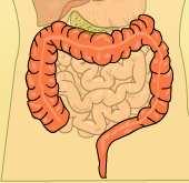 Aquí los jugos producidos por dos glándulas, el hígado y el páncreas, terminan la digestión