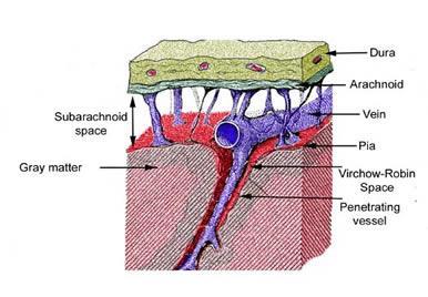 Meninges Dra. Paula Rojas El sistema nervioso central se encuentra envuelto por tres membranas concéntricas, las meninges. Éstas son de superficial a profundo: la duramadre, aracnoides y piamadre.