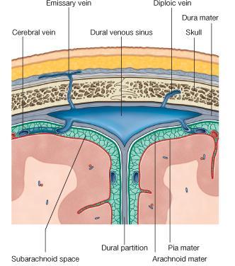 La duramadre es una membrana fibrosa, gruesa y resistente; su superficie interna está cubierta por un revestimiento endotelial.