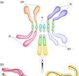 Cromosomas politénicos