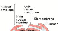 Espacio intermembrana Membrana Externa: Continua con la membrana del RE.