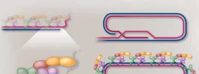 Telomere t loop TRF1 TPP1 POT1 TRF2 TRF1: Induce la formación de una estructura cromatínica
