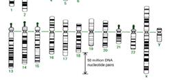 Separar los glóbulos rojos Cariotipo: Ordenamiento de los cromosomas por forma y tamaño Cultivar los glóbulos