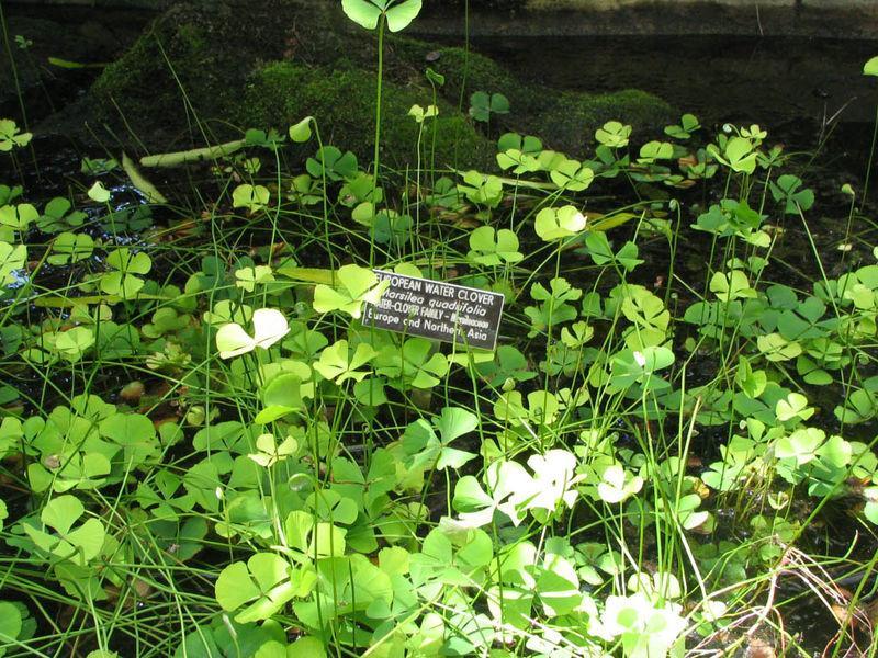 Marsileaceae: Plantas arraigadas