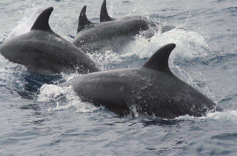delfín mular (Tursiops truncatus) Identificación Es un delfín grande y robusto, aunque presenta una gran variabilidad en lo que se refiere a tamaño, forma y color según la región geográfica en la que