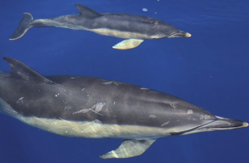 delfín común (Delphinus delphis) Identificación Delfín de tamaño medio con dorso oscuro casi negro, aleta dorsal falciforme oscura que en muchos ejemplares presenta una mancha clara, flancos con