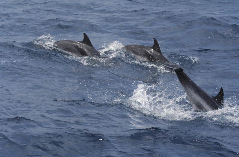 delfín listado (Stenella coeruleoalba) Identificación Tiene un tamaño y forma similar a los del delfín común, con el que se puede confundir, pero a diferencia de éste tiene una banda corporal más