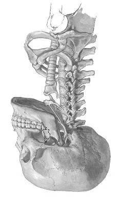 División del raquís cervical A los fines funcionales y anatómicos se divide el cuello en dos zonas (se complementan) 1) Región cervical superior : formado por los huesos: occipital, atlas yaxis.