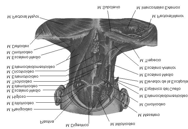 REPAROS OSEOS apófisis mastoidea (detrás del pabellón de la oreja) la apófisis transversa del atlas (por debajo de donde se inserta el músculo escaleno) línea curva occipital superior (siguiendo