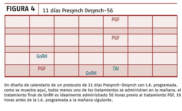 Observando brevemente un protocolo estándar de Presynch-Ovsynch (figura 4), se puede esperar que los dos primeros tratamientos con PGF sincronicen el estro en la mayoría de las vacas abiertas y