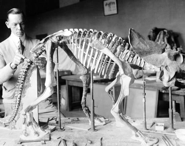 Triceratops Un científico coloca fósiles de huesos de un Triceratops en su lugar. En el museo, los científicos estudiarán los fósiles.