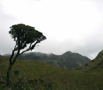 ECOSISTEMAS NATURALES PÁRAMO Ecosistemas fríos y muy húmedos situados en las cumbres montañosas