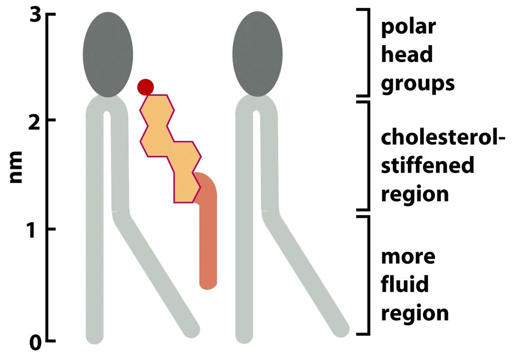Colesterol y Fluidez de la Membrana A altas temperaturas: disminuye la fluidez (interfiere con el mov.